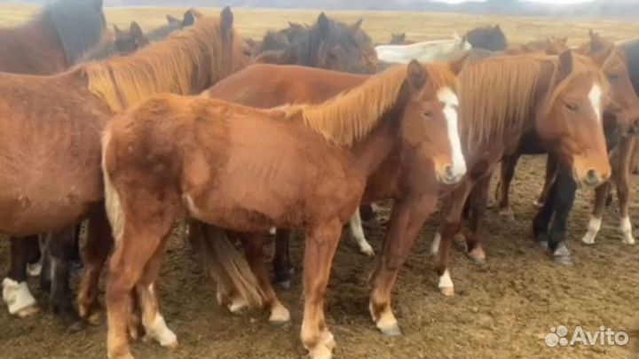 Лошадь жеребец