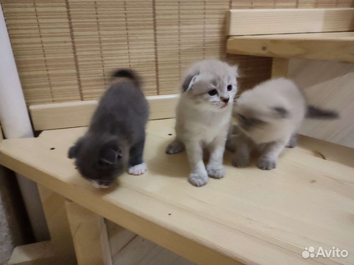 Котята в добрые руки шотландский вислоухий