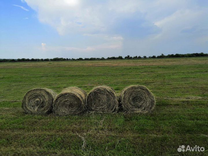 Продам сено