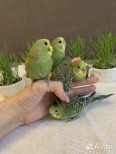 Ручные птенцы волнистого попугая