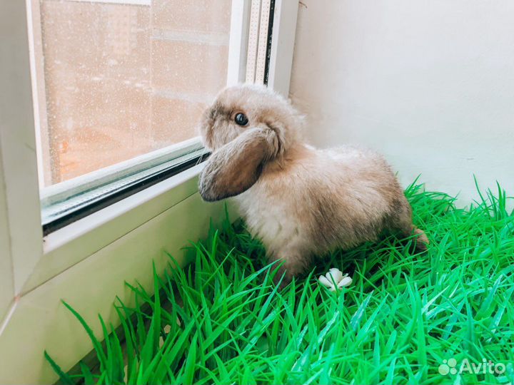 Вислоухий карликовый кролик - супер мини