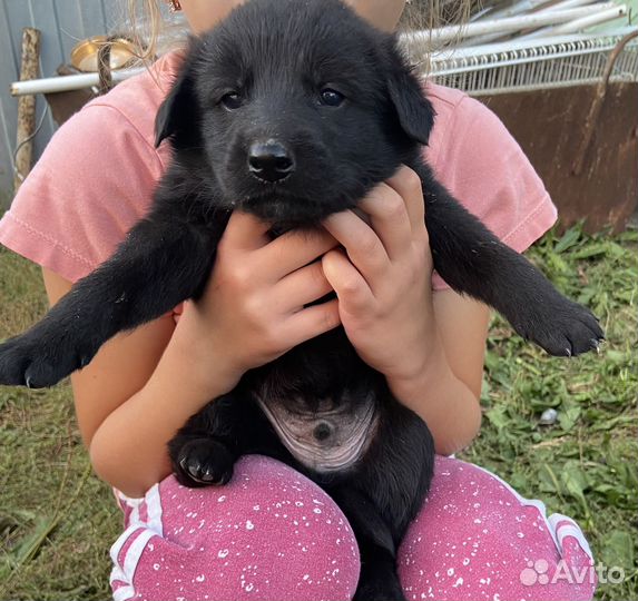 В добрые руки щенята