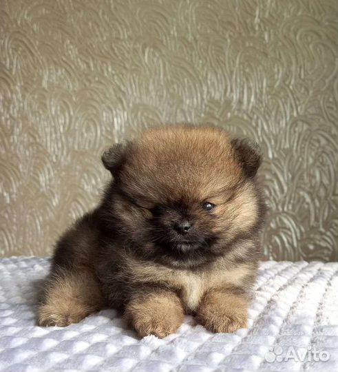 Щенок шпица