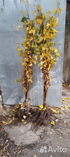 Саженцы Березы
