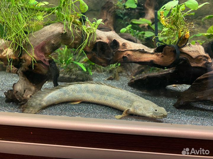 Полиптерус ансорги