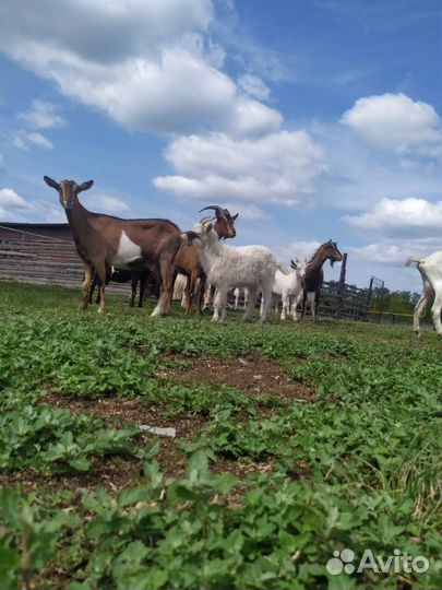 Бараны, козы