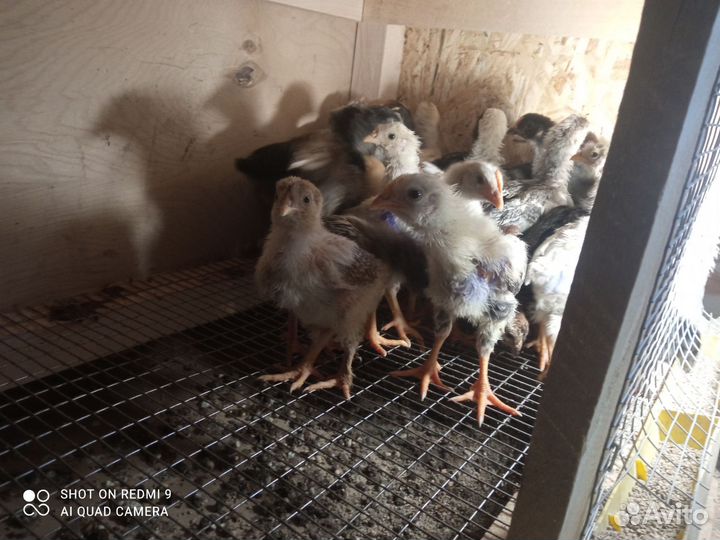 Цыплята несушки подрощенные