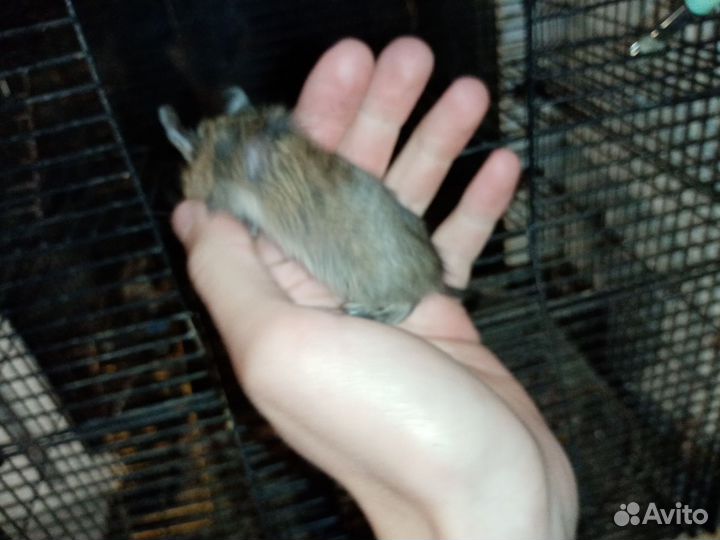 Бельчата белки дегу