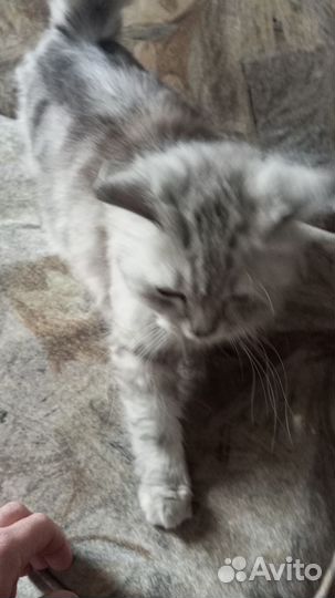 Кошка в дар