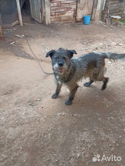 Собака для охраны