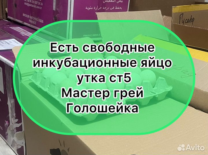 Инкубационное яйцо