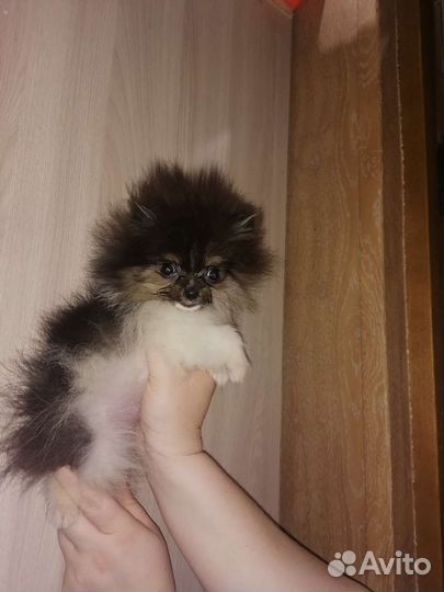 Померанский шпиц