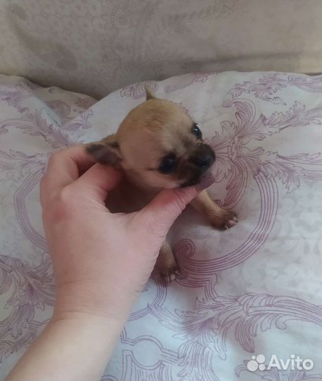 Чихуахуа девочки