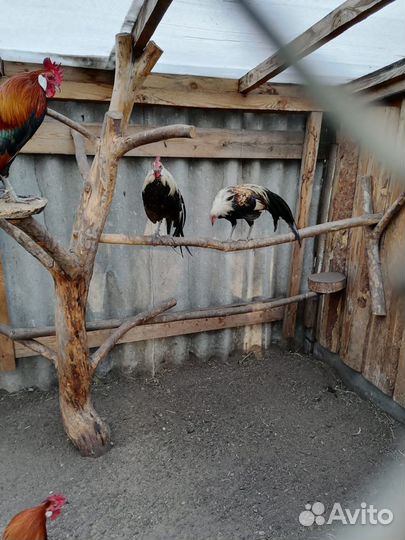 Куры феникс