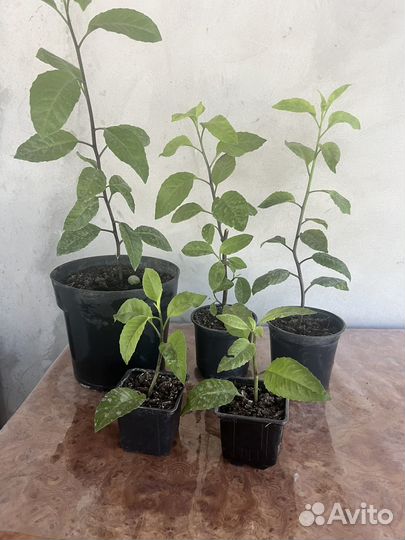 Джинура Листья Бога