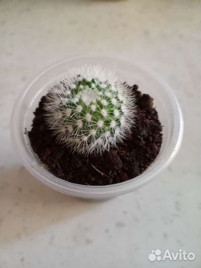 Цветы домашние