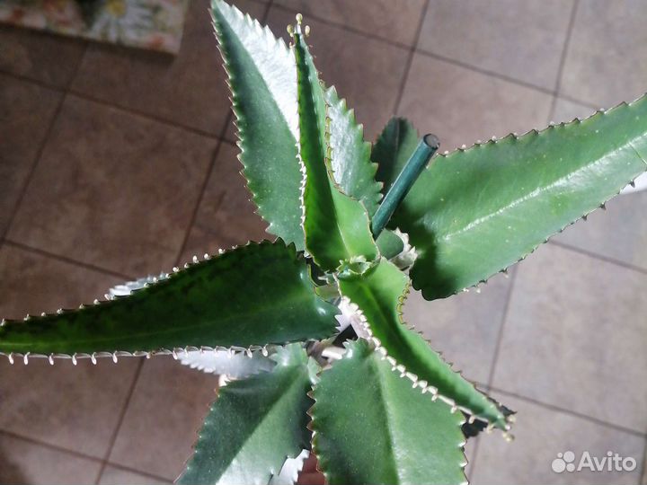 Каланхое лечебное