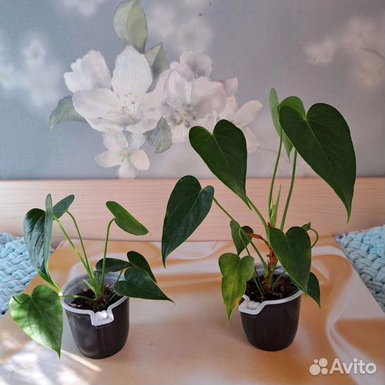 Антуриум разных цветов