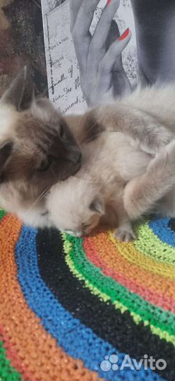 Кошка в дар