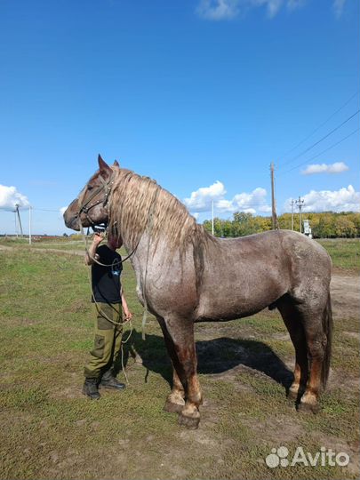 Лошадь жеребец