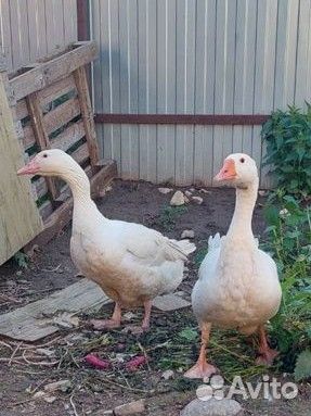 Гусыня, гусь