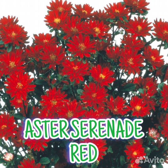 Рассада астры серии Серенада