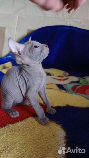 Донской сфинкс котята