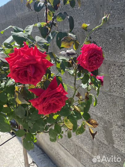 Штамбовые розы