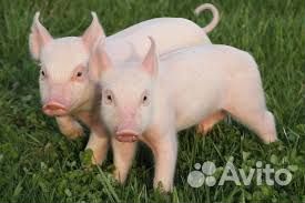 Поросята