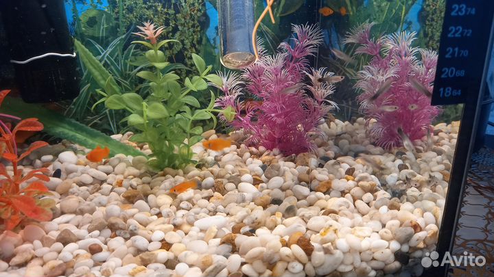 Аквариумные рыбки гуппи,меченосец