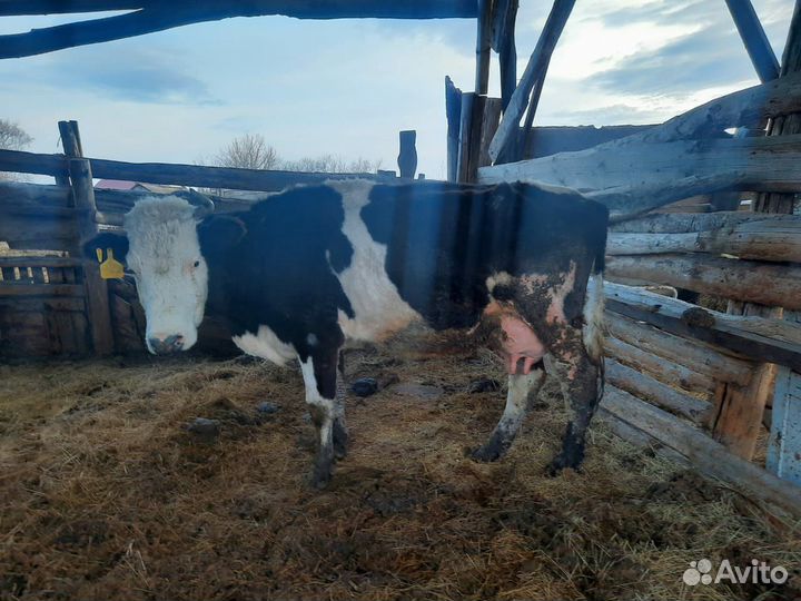 Коровы дойные