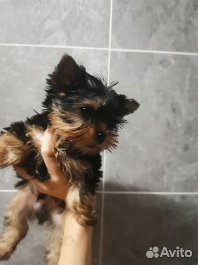 Йоркширский терьер мини