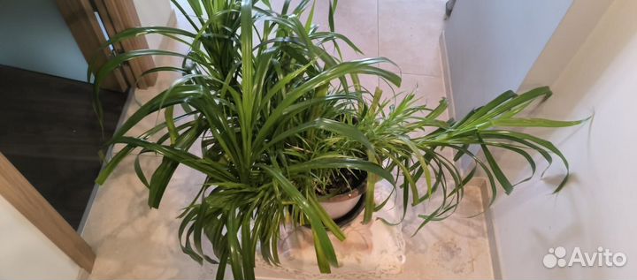 Пальма панданус