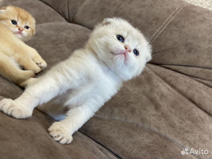 Шотландские кошки