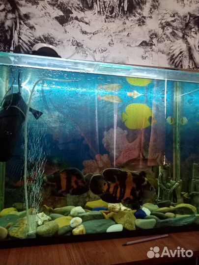 Аквариум с рыбками