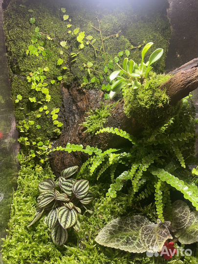 Флорариум,террариум