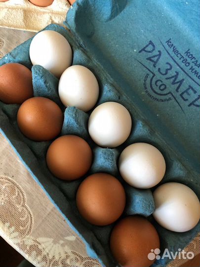 Домашние куриные яйца
