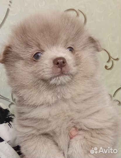 Щенки шпица