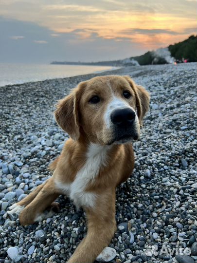 Щенок в добрые руки