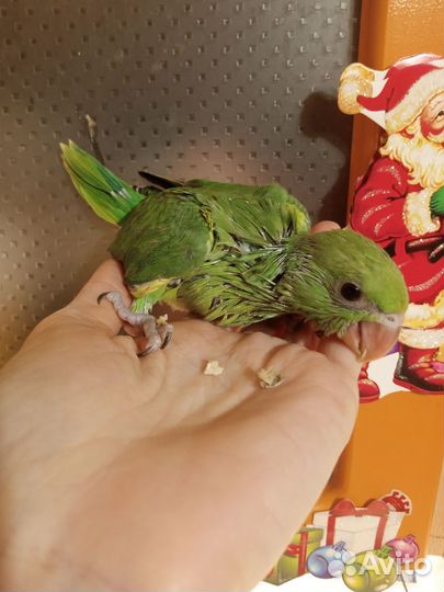Ожереловый попугай выкормыш