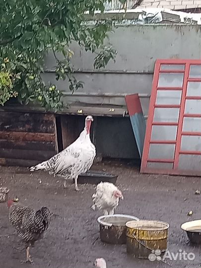 Гуси и индюки домашние, индюшата