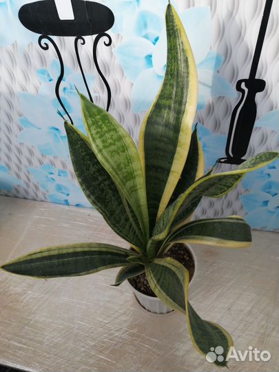 Сансевиерия