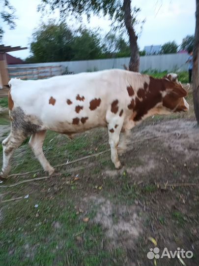 Быки на племя или на мясо