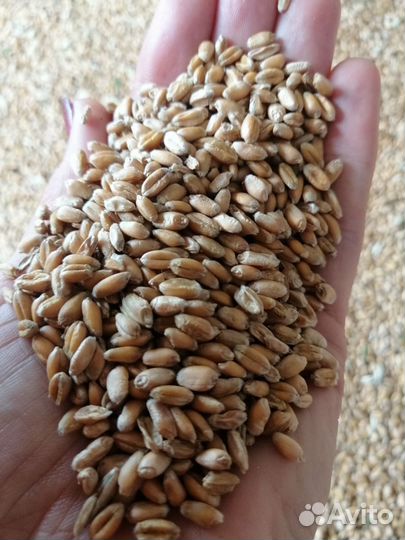 Продам пшеницу