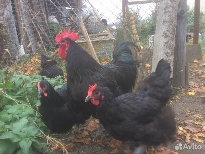 Инкубационное яйцо элитных пород кур