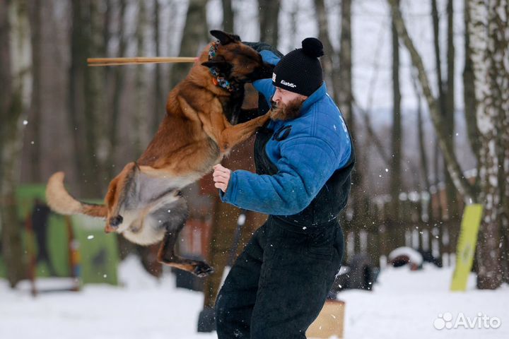 Щенки бельгийской овчарки малинуа