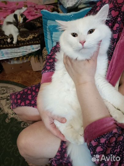 Коты в добрые руки