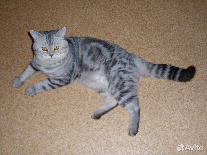 Кот для вязки