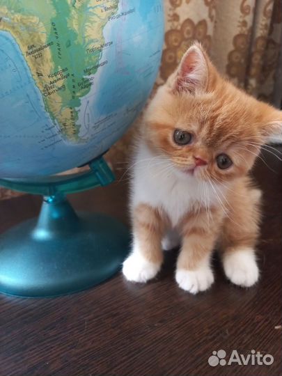 Котята экзоты