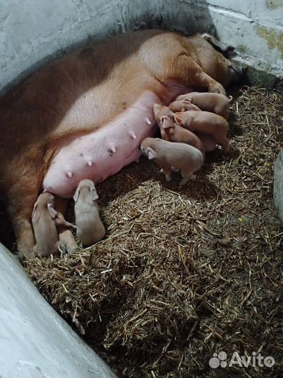 Поросенок Дюрок